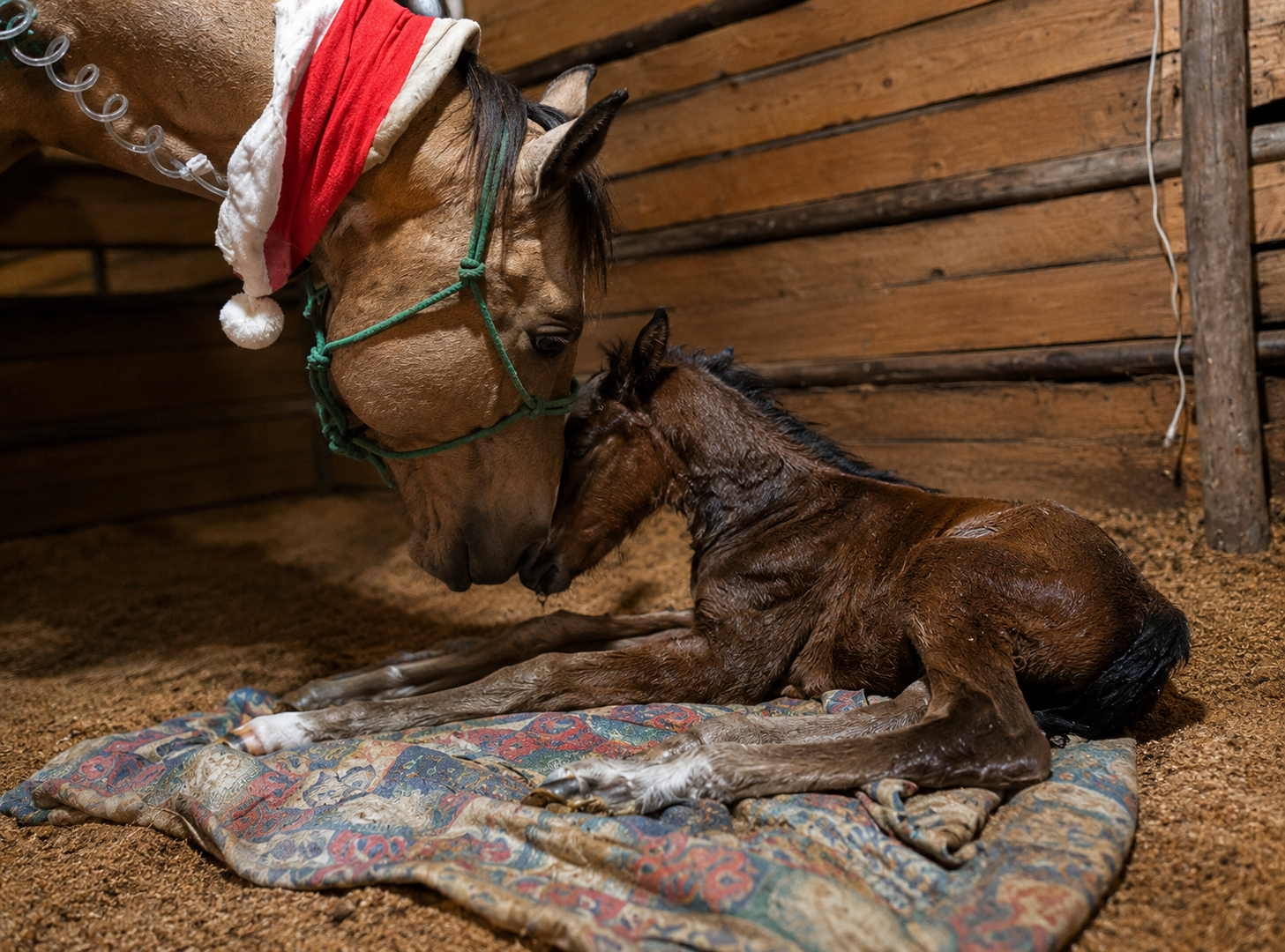 Maternidad y neonatología equina