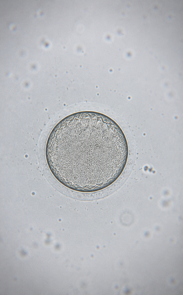 Embrión observado bajo microscopio