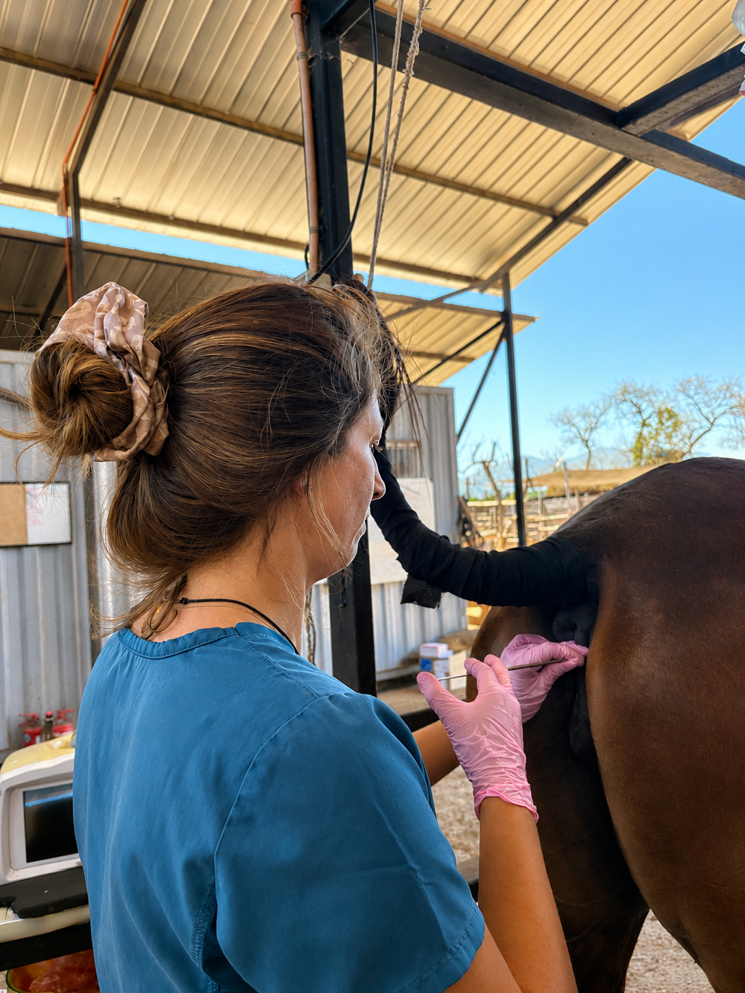 Inseminación artificial equina