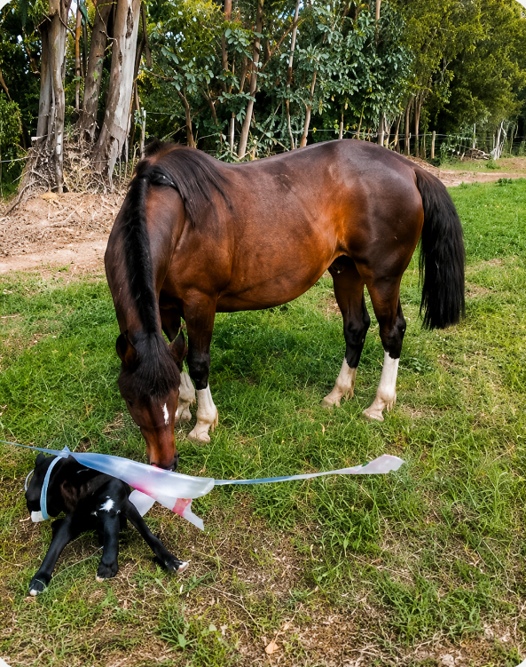 Caballo y potrillo en el pasto